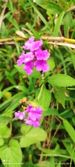 Lantana montevidensis