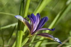 Iris graminea