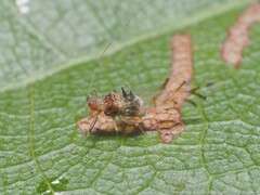 Drepanaphis acerifoliae