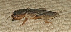 Gryllotalpa africana
