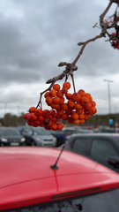 Sorbus aucuparia