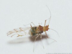 Drepanaphis acerifoliae