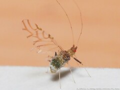 Drepanaphis acerifoliae