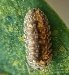 Armadillidae