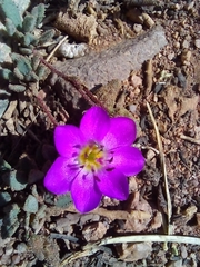 Montiopsis andicola