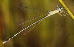 Lestes concinnus