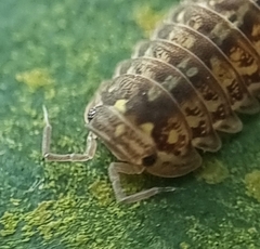 Armadillidae