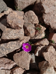 Montiopsis andicola