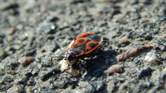 Pyrrhocoris apterus