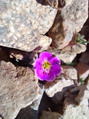 Montiopsis andicola