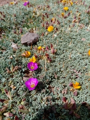 Montiopsis andicola