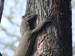 Varanus bengalensis