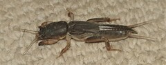 Gryllotalpa africana