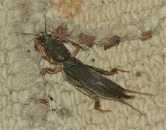 Gryllotalpa africana