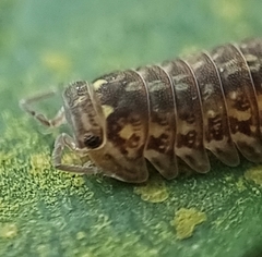 Armadillidae