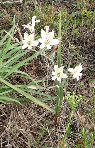 Image of Gladiolus floribundus by (c) Nicola van Berkel, some rights reserved (CC BY-SA)