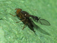 Anomoia purmunda