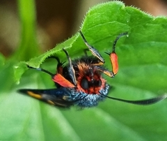 Arniocera auriguttata