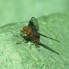 Anomoia purmunda