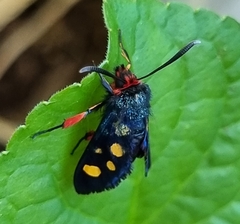 Arniocera auriguttata