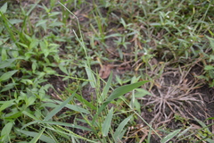 Urochloa platyphylla