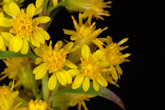 Solidago puberula puberula