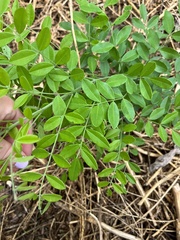 Styphnolobium affine