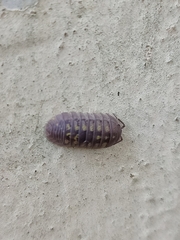 Armadillidium granulatum