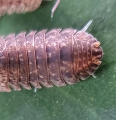 Armadillidae
