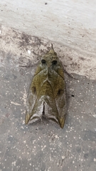 Eudocima hypermnestra