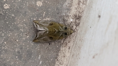 Eudocima hypermnestra