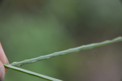 Urochloa platyphylla