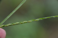 Urochloa platyphylla