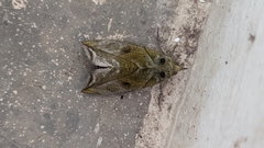 Eudocima hypermnestra