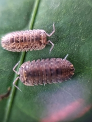 Armadillidae