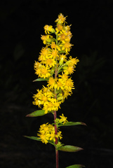 Solidago puberula puberula