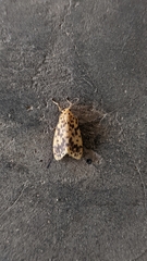 Miltochrista obsoleta