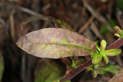 Solidago puberula puberula