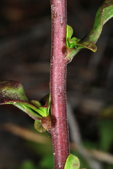 Solidago puberula puberula