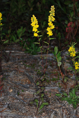 Solidago puberula puberula