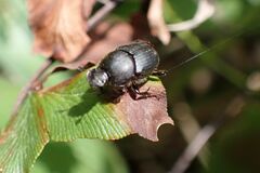 Onthophagus obtusicornis