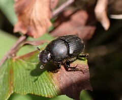 Onthophagus obtusicornis