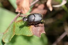 Onthophagus obtusicornis