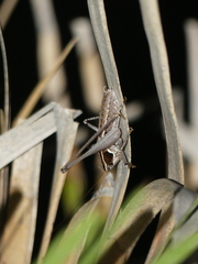 Pterolepis spoliata