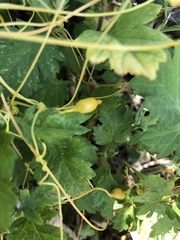 Smicronyx sculpticollis