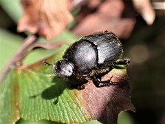 Onthophagus obtusicornis