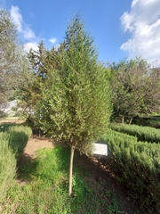 Cupressus dupreziana
