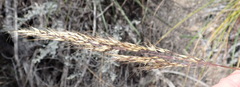 Tenaxia stricta