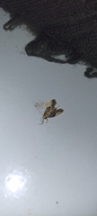 Insecta