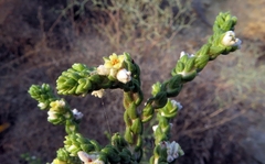 Thymelaea hirsuta